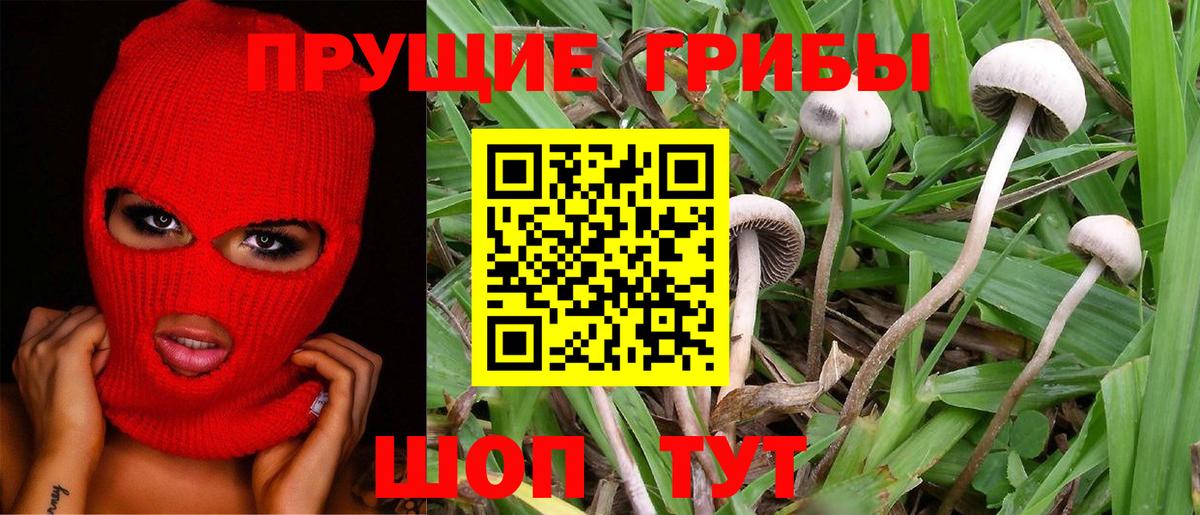 Псилоцибиновые грибы Cubensis  Галлюциногенные грибы MAGIC MUSHROOMS  Бахчисарай  Вход с VPN 